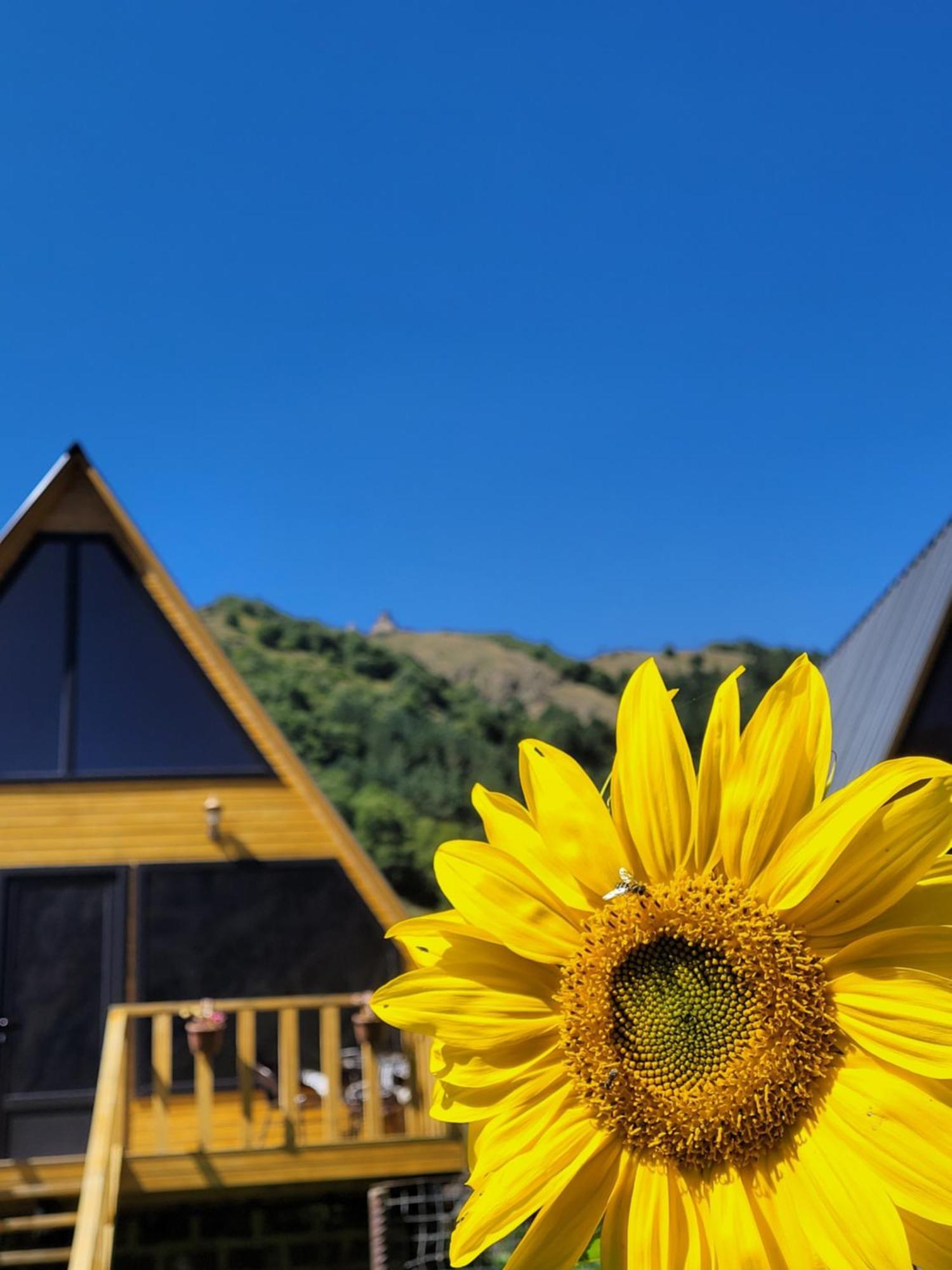 Pine Chalet Kazbegi מראה חיצוני תמונה