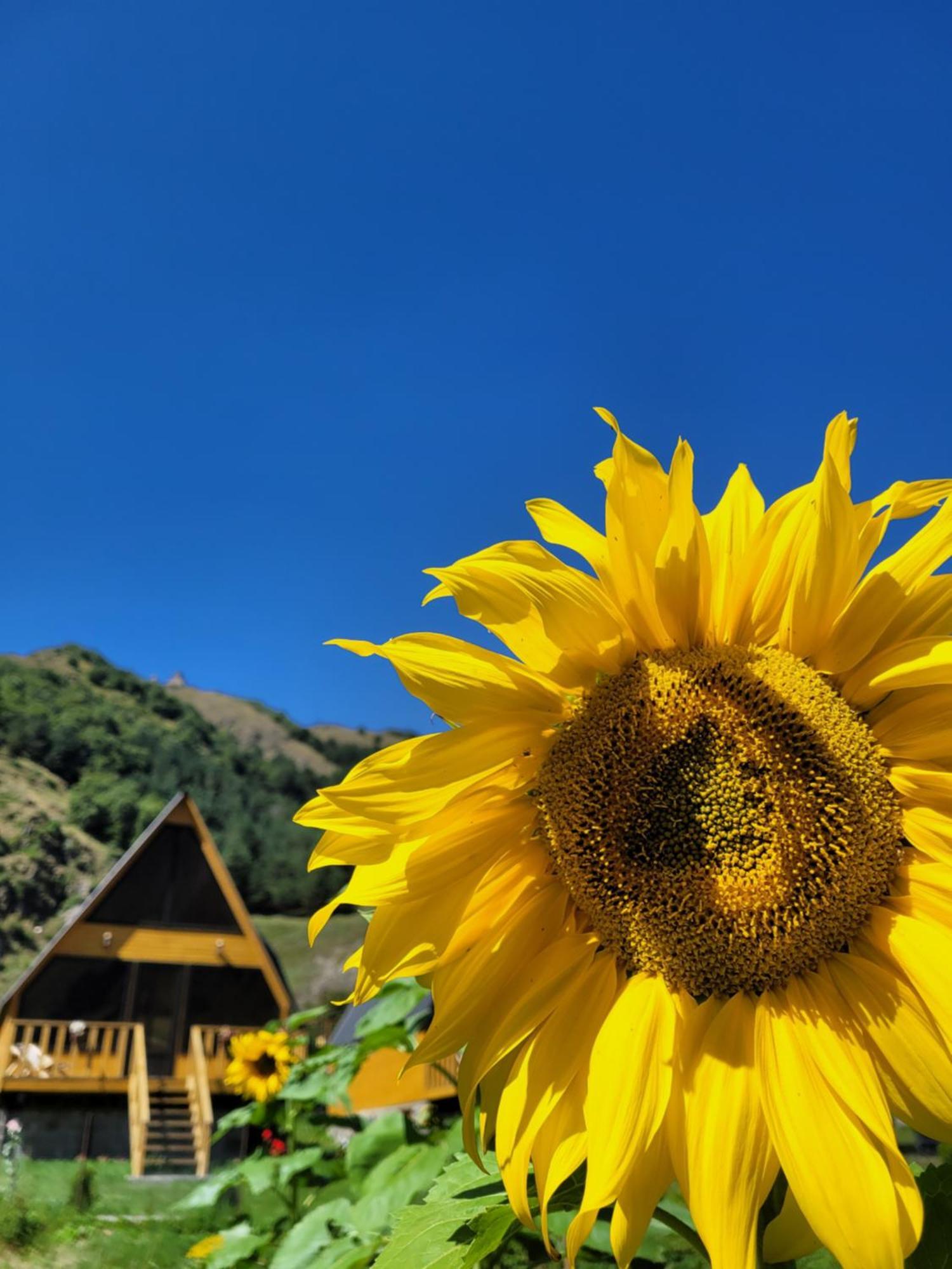 Pine Chalet Kazbegi מראה חיצוני תמונה